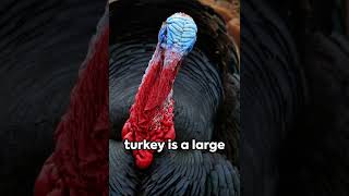 Turkeys can fly! #facts Are Turkeys Flightless