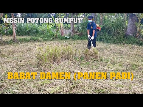 Video: Bisakah kamu memotong jerami dengan mesin pemotong rumput?