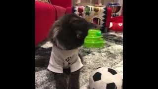 53690177 794683513 980331955 966730774 379885498 918776134 43031403 489571255 1105