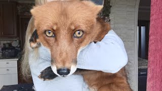 I have a fox in my arms
