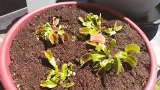 Venus fly traps spring back from dormancy! @venusflytrapsgrowembig433