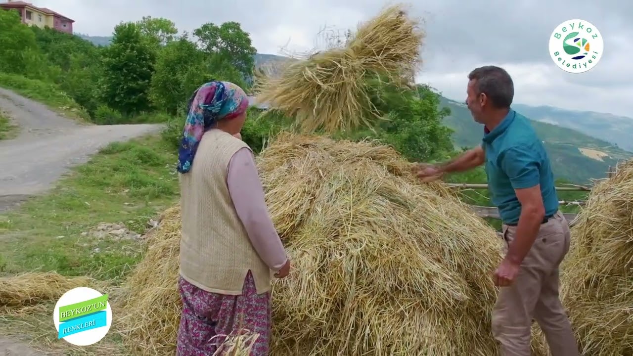 BEYKOZ'UN RENKLERİ: SAMSUN AYVACIK ÇÖKEKLİ MAHALLESİ