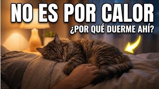 ¿Por qué tu GATO duerme contigo? El CÓDIGO DE HONOR y la Psicología del Vínculo