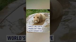 World's only captive brown giant #panda  enjoys outdoor time