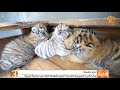 مجموعة اخبار خفيفة منوعة 