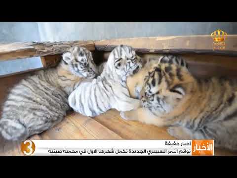 مجموعة اخبار خفيفة منوعة