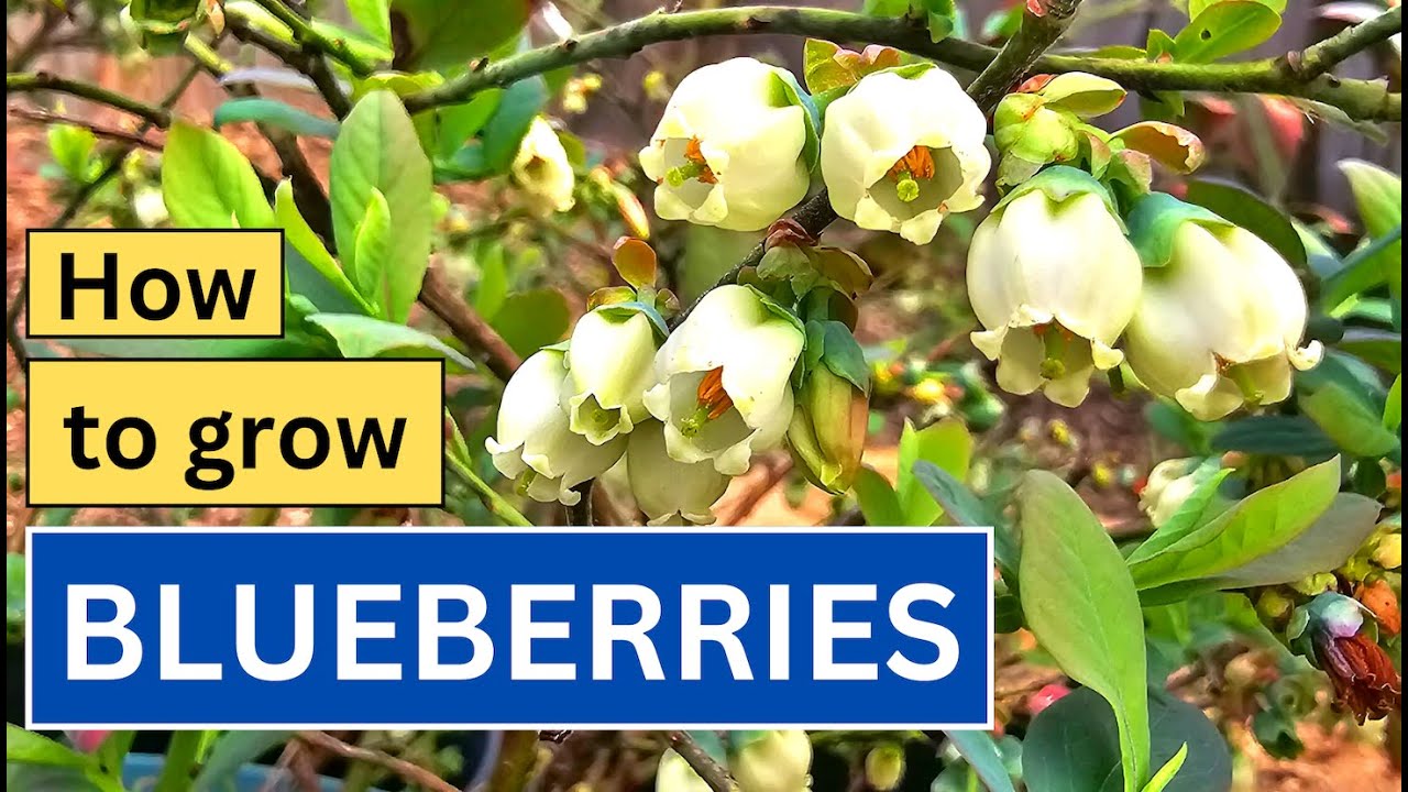 Growing BLUEBERRIES in containers 🫐 🌱 YouTube