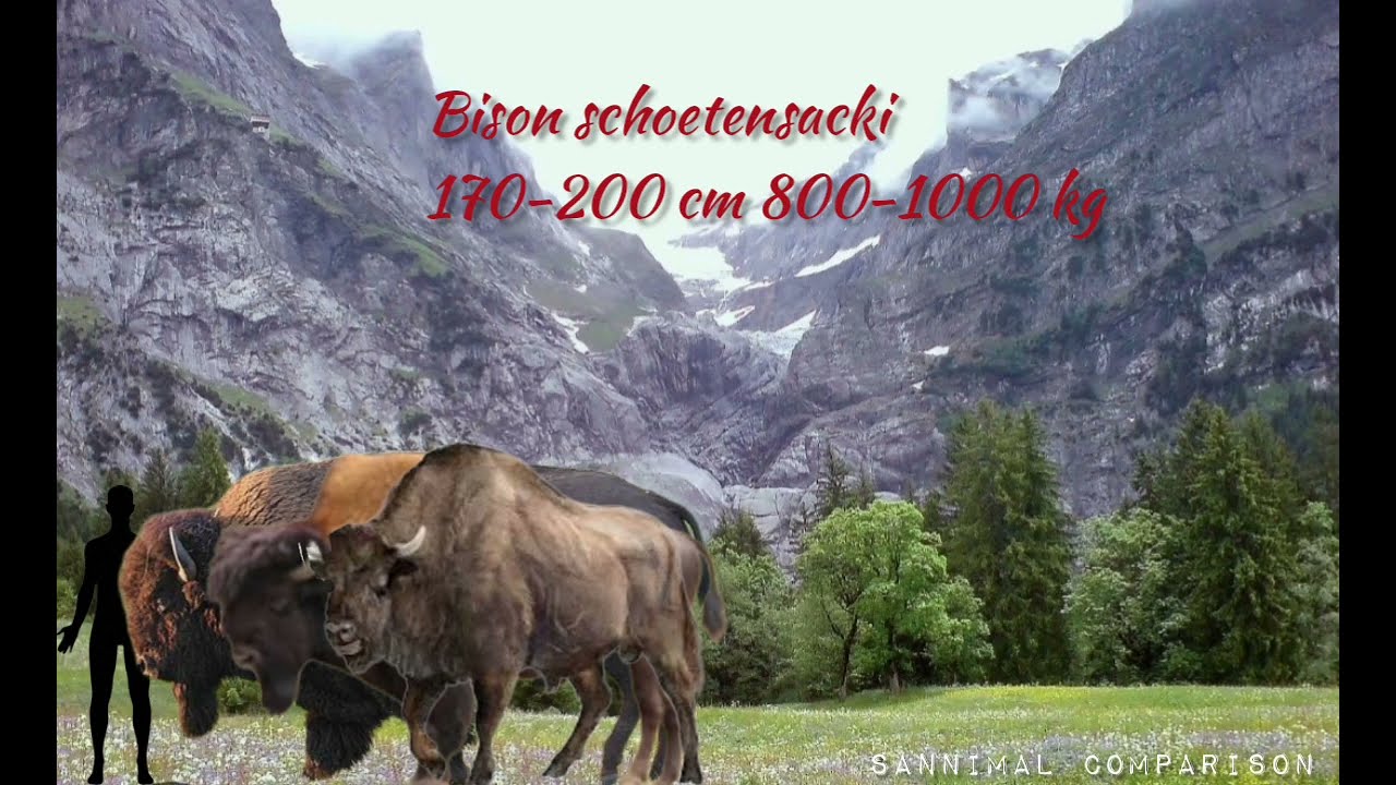 Bison Size Comparison