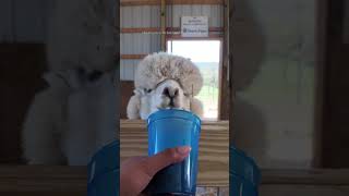 I wanted to keep it😔 #alpacas #farm #tulipfestival #vlog