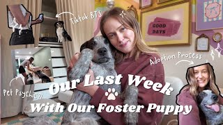 Dog Psychic, Adoption Day & Saying Goodbye… Our Last Week With Our Foster Dog