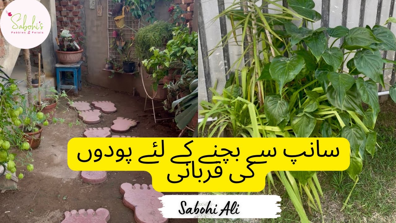 Snake in My Porch!| Why I Emptied My Garden| From Green to Safe| One Snake Changed Everything!