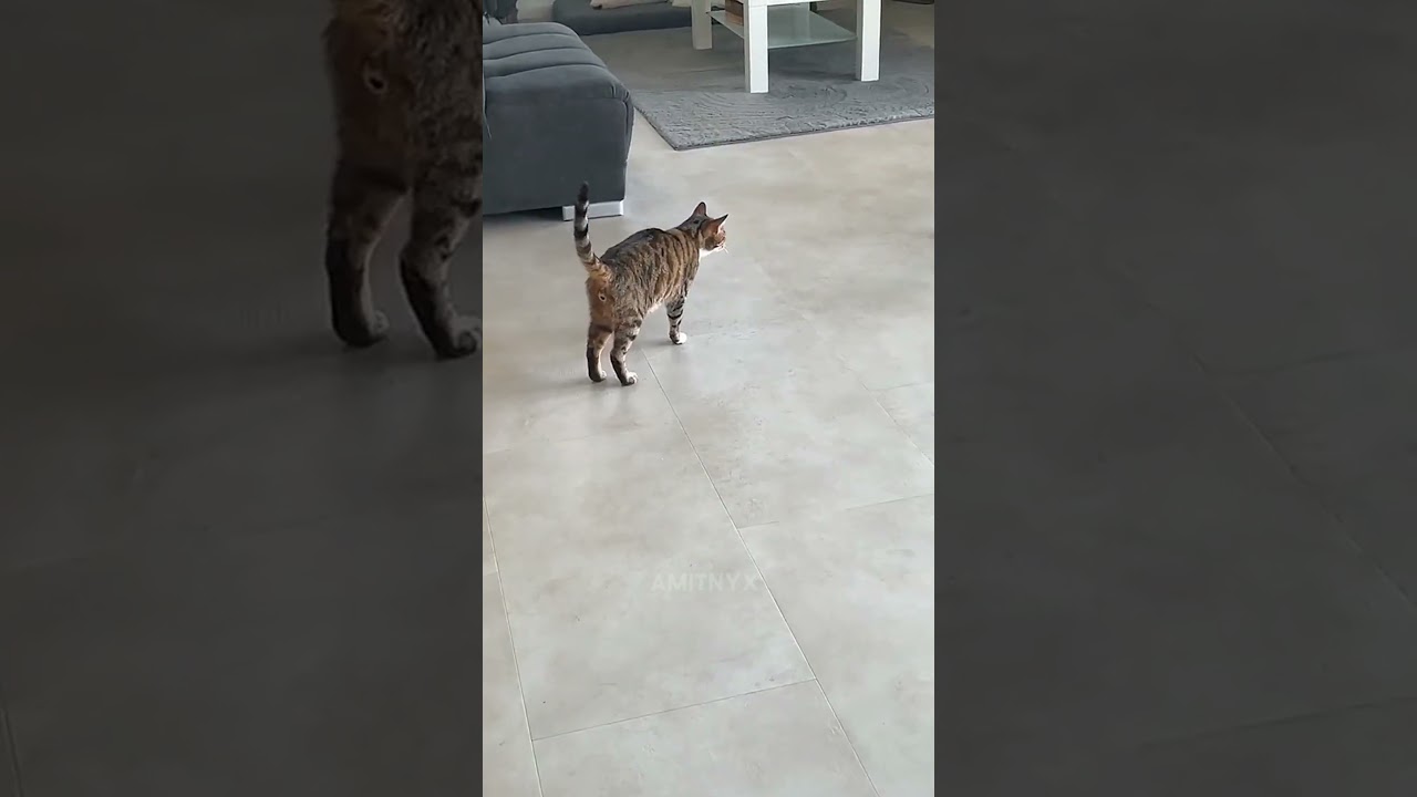 Cats Dosen't Aura☠ #shorts #cats #trending