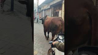 Hara Hara Shambhu Bijar 2025