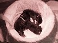 Bloodhound puppies - Part 1