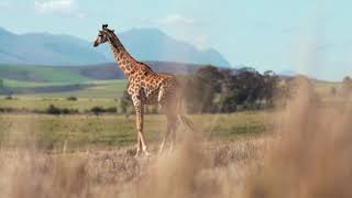 World Animal Day Info Side