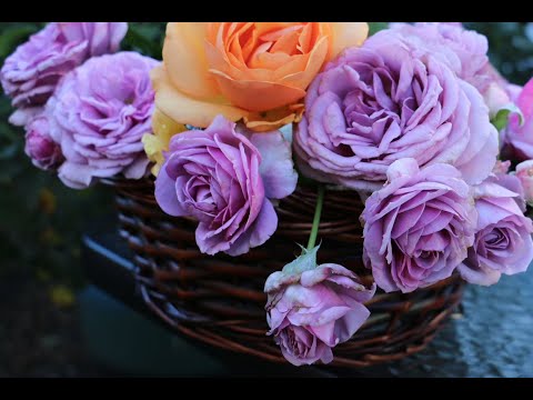 Autumn Rose (3) ll Backyard Flowers ll 秋季玫瑰與後院花卉 ll 819