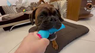 Boxer dog's birthday - Dilon is 3 years old