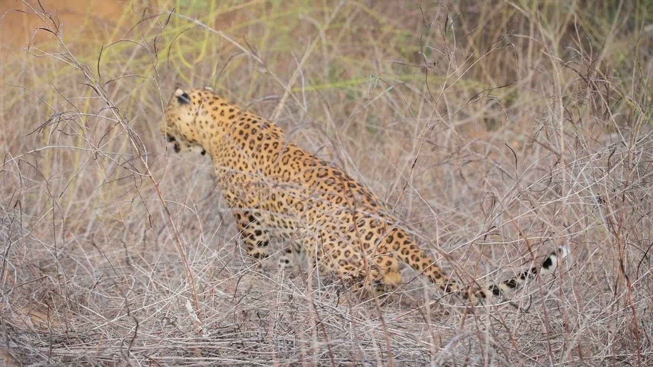 How does a leopard poop in the wild