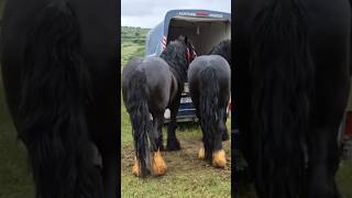 The most beautiful pair of horses #horse #horses