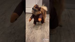 Dog in a UPS costume just won Halloween #shorts