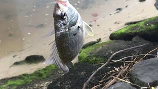 Fishing The Yarra River At Port Melbourne