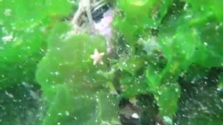 Snorkeling on Jechica Island