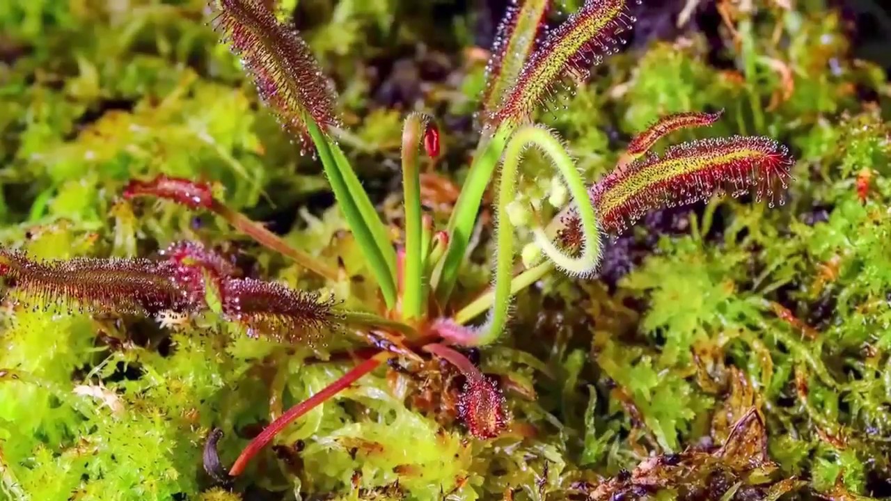 Eerie Time Lapse of Bug Eating Plants   Short Film Showcase