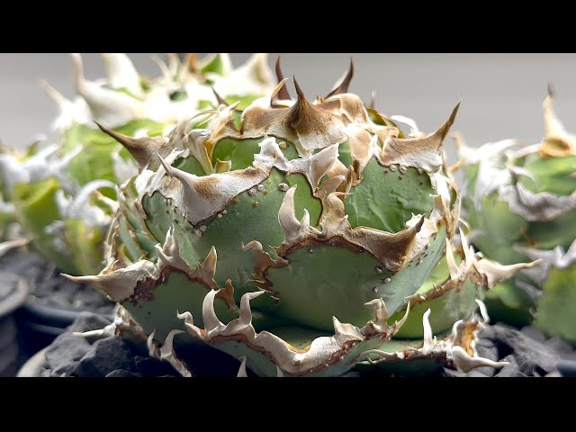 116 Enjoying hobbies through trial and error Tepei's Room Agave