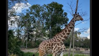 Disney Animal Kingdom Safari was wild 😛 🦒 Giraffes so close to us! Perfect for Kids #shortsvideo