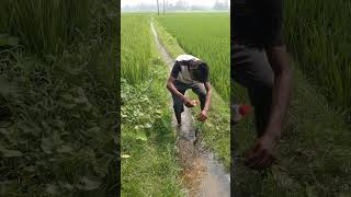 Multiple Fish Catching By Using Double Hooks