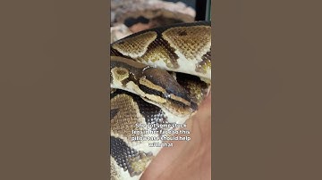 Hoe verwijder je vastzittende slangenhuid?