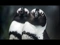 Live African Penguins - Monterey Bay Aquarium