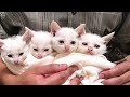 保護子猫5匹をお風呂にいれました汗