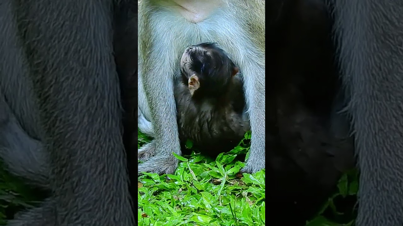 Look at the great Piper monkey, take baby Pippa to drink