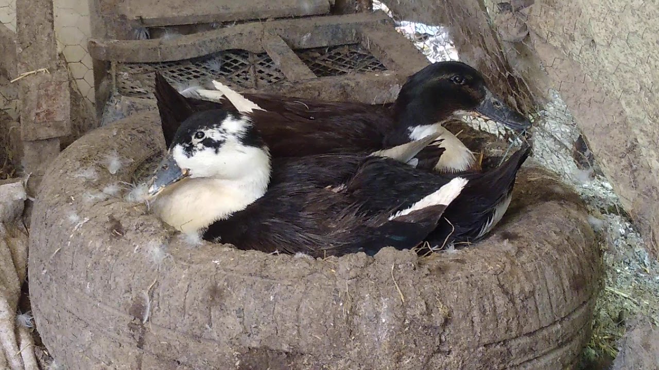 Pekin ördeği hakkında ayrıntılı bilgi almak için tıklayın merak edilen bütün soruların cevabı vardır