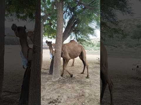 الناقة تحك جسدها بين الأشجار