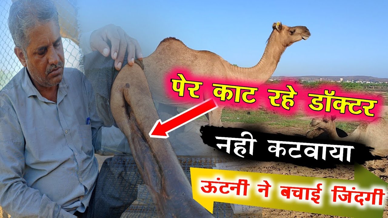 पैर काटना चाहते थे डॉक्टर नही कटवाया||ऊंटनी के दूध ने बचाया जीवन||Camel Milk Useful for Life