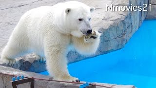 口からニンジン出てますよ、ララ〜ホッキョクグマガイド~
