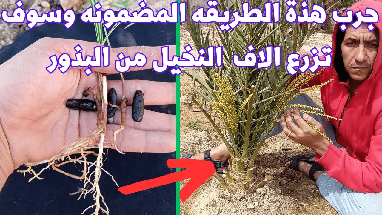 طريقه ناجحه ومجربه لزراعه النخيل من البذور مع ضمان الاثمار مبكرا  ااا ازرع الاف البذور ااا