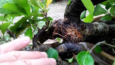 Tiếp tục ghép áp rễ hay cành của cây Lộc Vừng để gốc ghép và cành ghép vững chắn hơn.