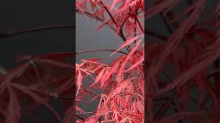 Japanese Maples   Changes Mar to May 26   Garnet