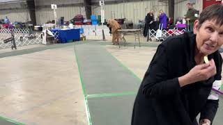 2025 01-25 Best in Beginner Puppy Judging West Friendship MD