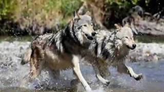 ╰☆╮Wolves- Nara╰☆╮