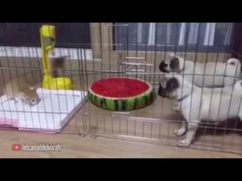 perros peleando con gato - YouTube