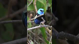 Blue-necked Tanager #shorts @Birdfun
