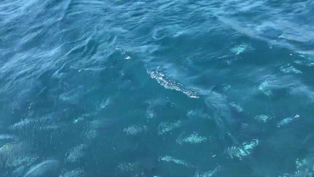 The Costa Brava, canals of Empuriabrava and befriending fish!🐳🌊