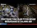 Penyebab Tiga Ular Piton Besar Bersarang di Talang Air di Pekalongan, yang Punya Rumah Syok!