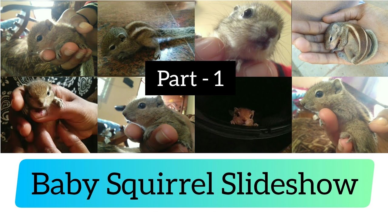 Cute Indian Baby Squirrel Slideshow 🐿🐿💖