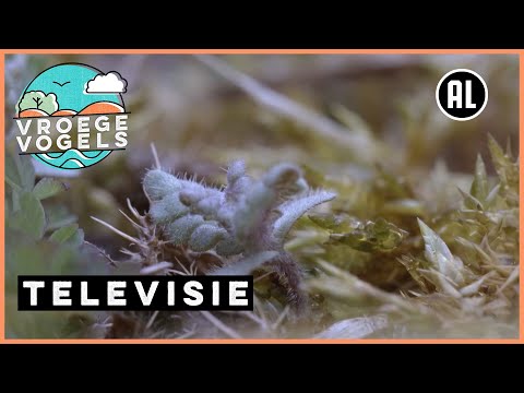 Krimpenerwaard: Planten van schrale gronden | TV | Vroege Vogels