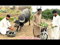 Alhamdulillah Soda Ho Gya🙏 Parrot🦜 Dy Kr Qurbani Ka Janwar Ly Aye🥰
